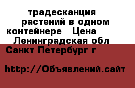 традесканция 5 растений в одном контейнере › Цена ­ 100 - Ленинградская обл., Санкт-Петербург г.  »    